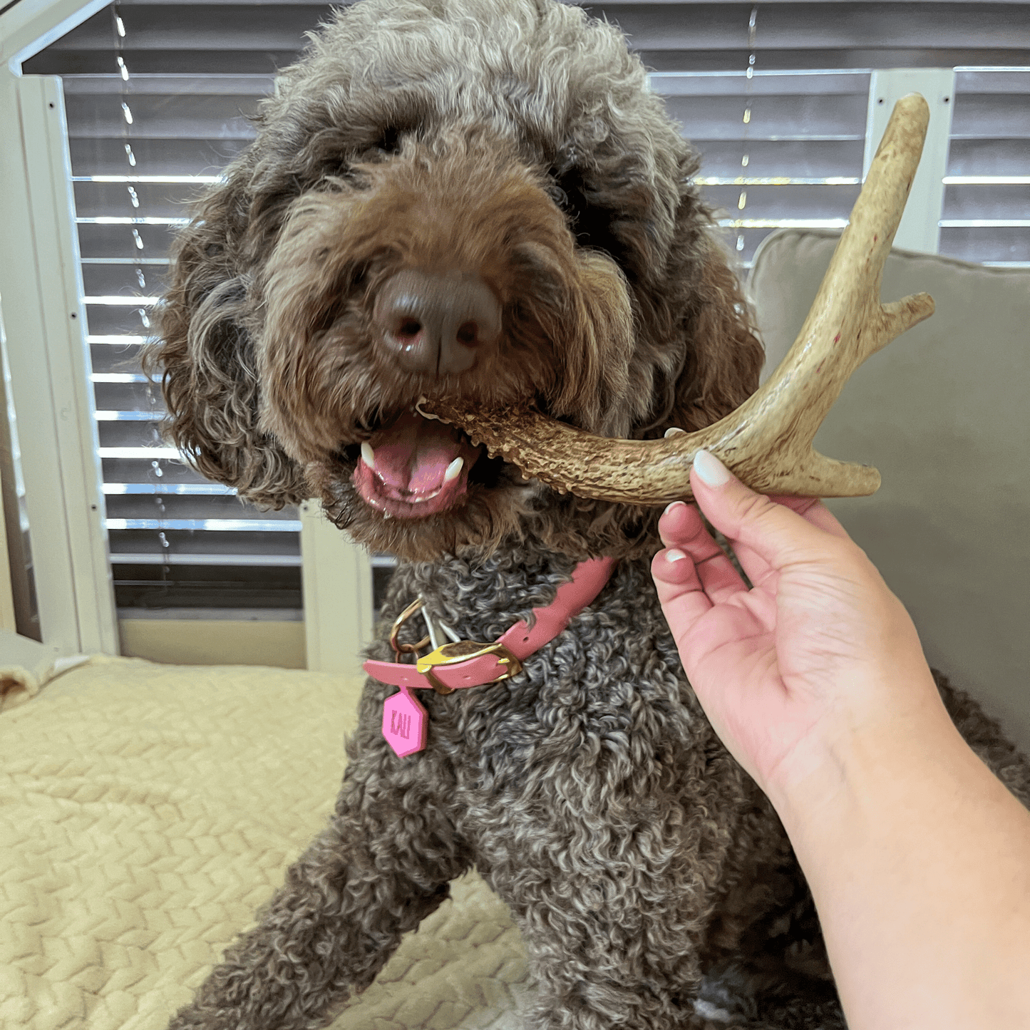 Farm To Pet Choice of Organic Deer Antler Dog Chew