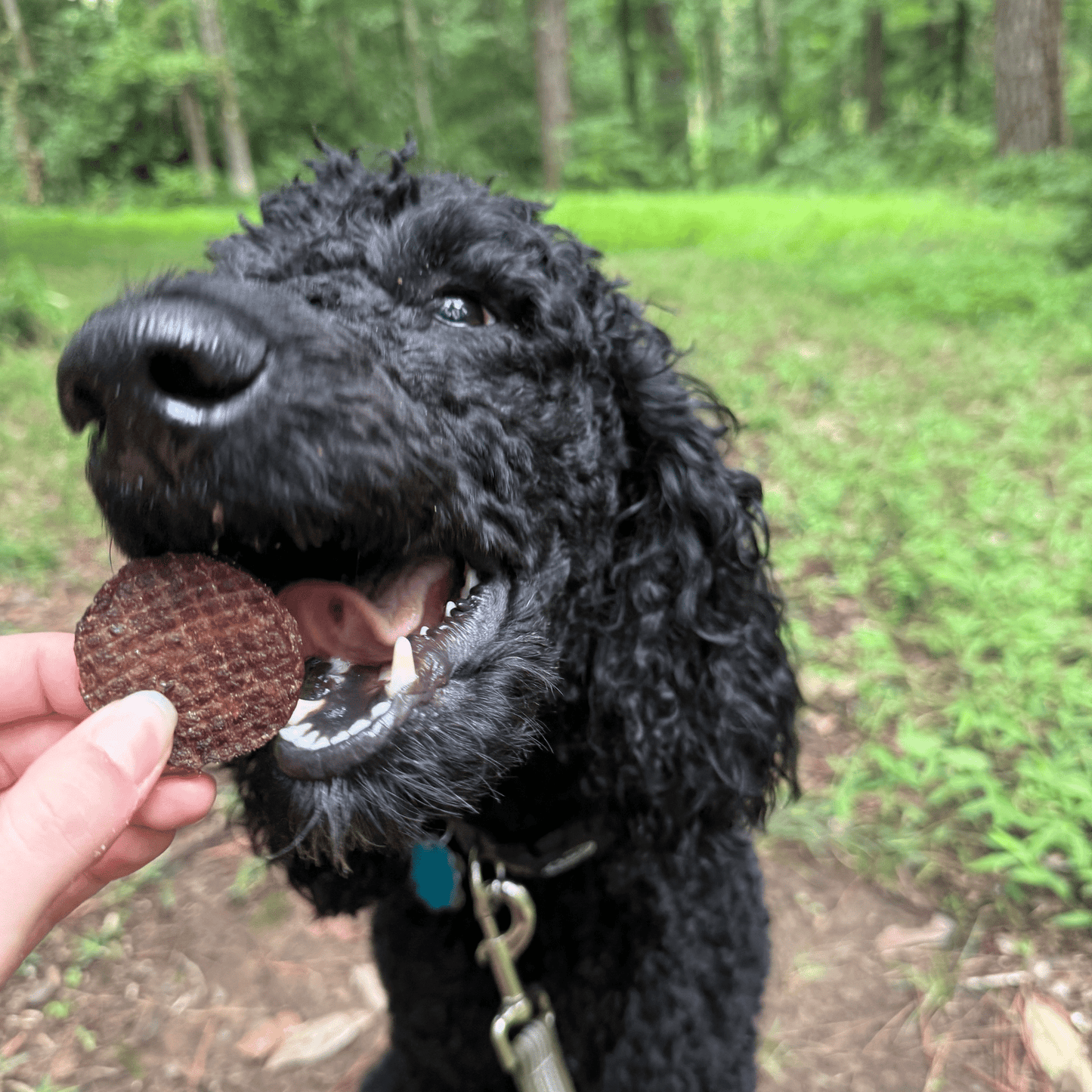 Farm To Pet Single-Ingredient Beef Chips Dog Treats