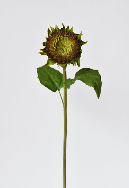 28" Aged Brown Sunflower Stem