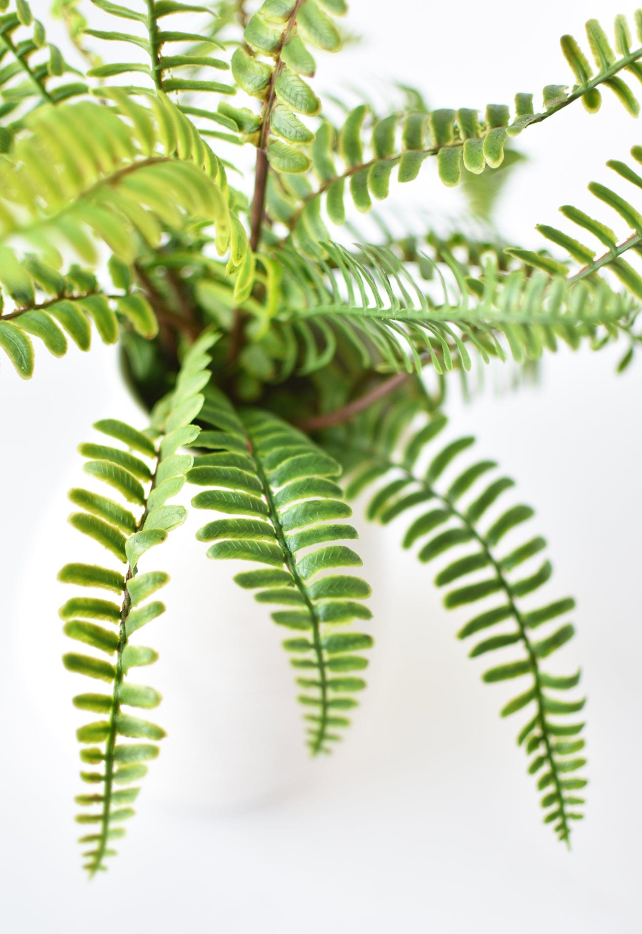 17" Faux Green Boston Fern Bush