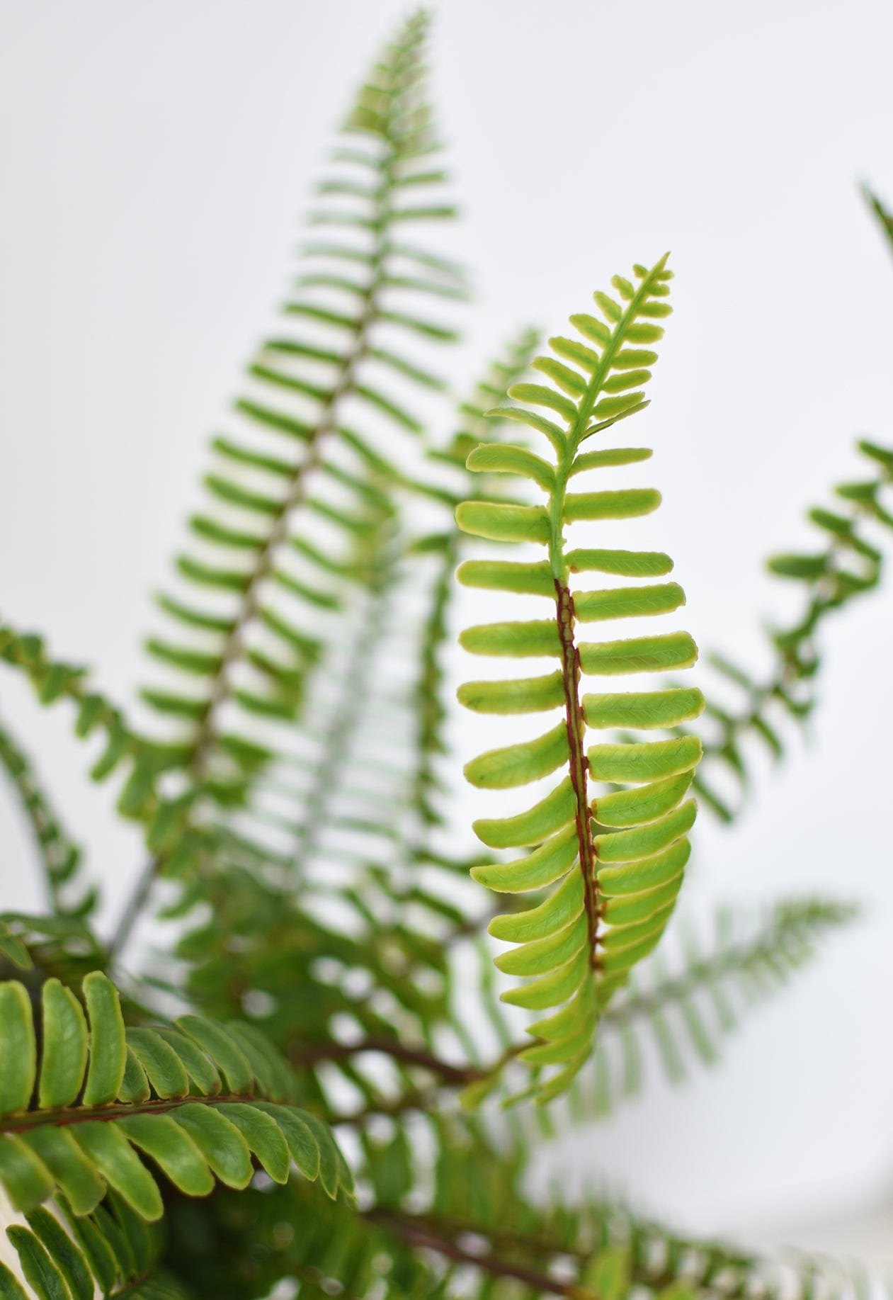 17" Faux Green Boston Fern Bush
