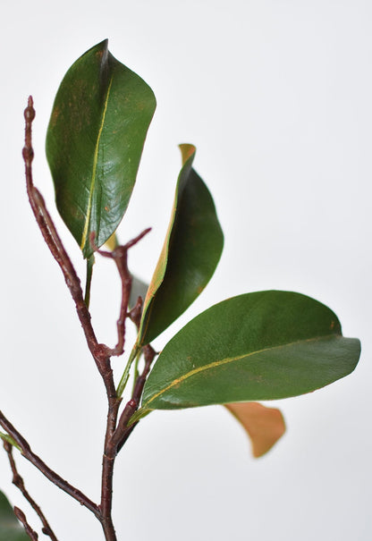 26" magnolia leaf branch