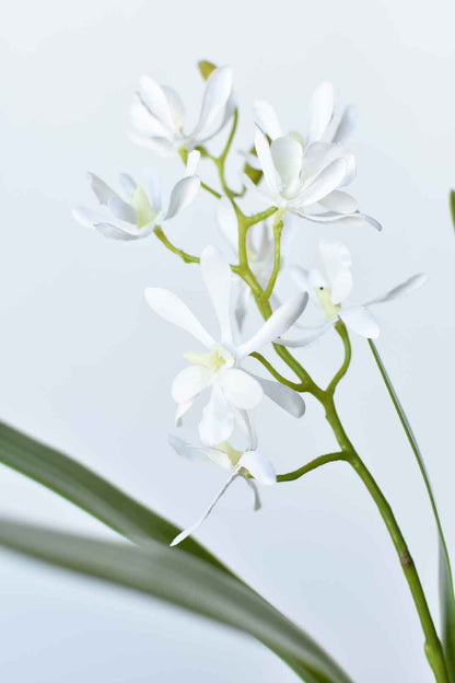 House of JSD 16" Faux Mini Orchid Stem with Leaves & Roots
