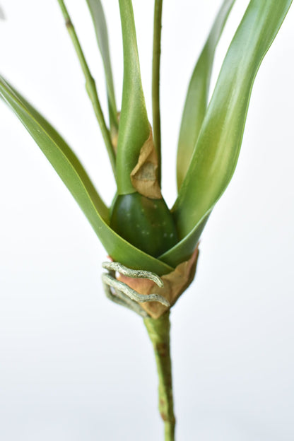House of JSD 16" Faux Mini Orchid Stem with Leaves & Roots