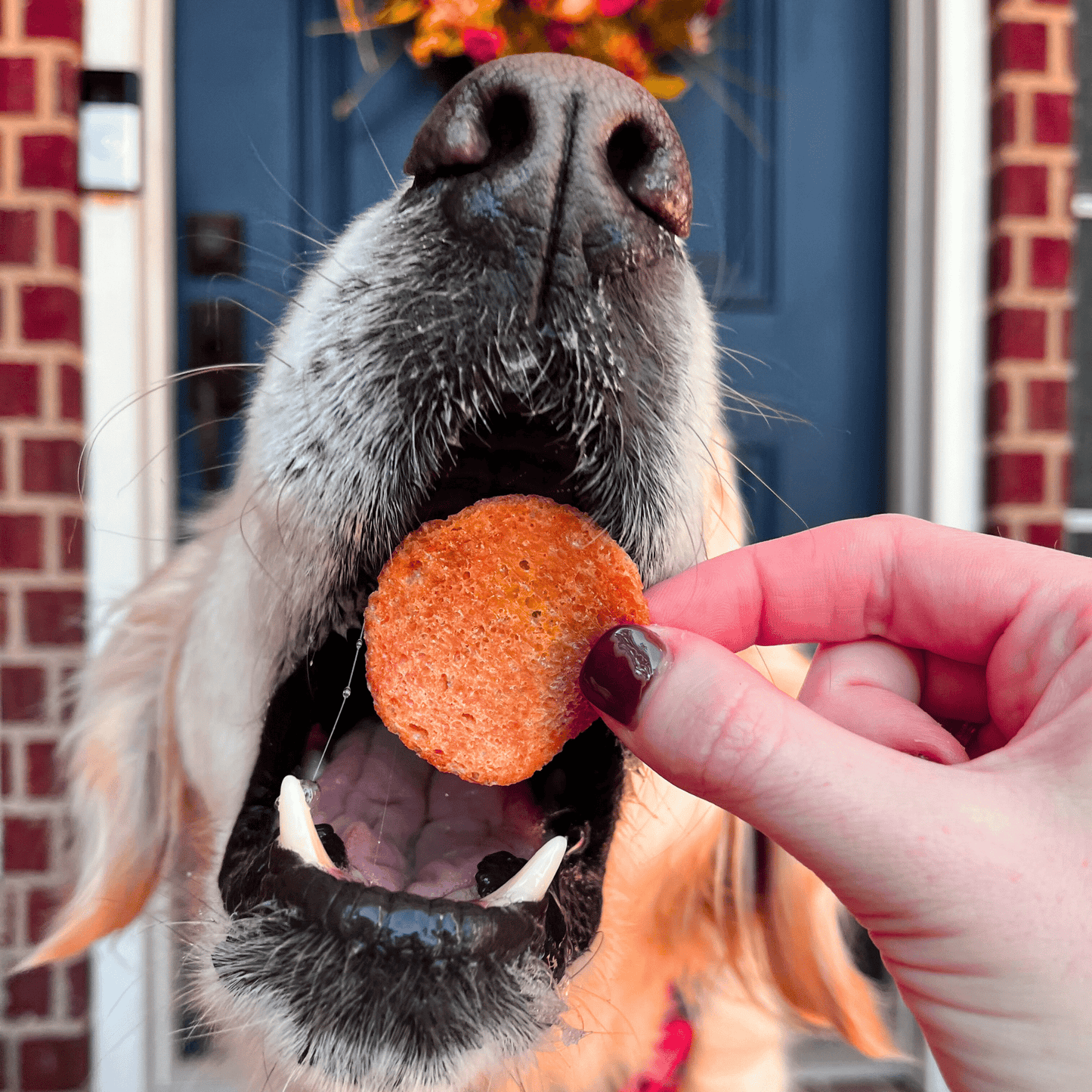 Farm To Pet 100% Natural Turkey Chip Dog Treats