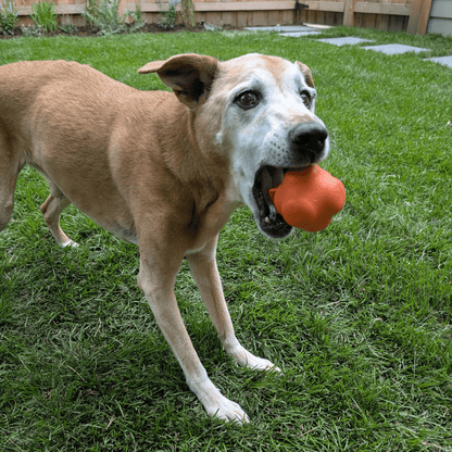 Farm To Pet Choice of Dog Ball