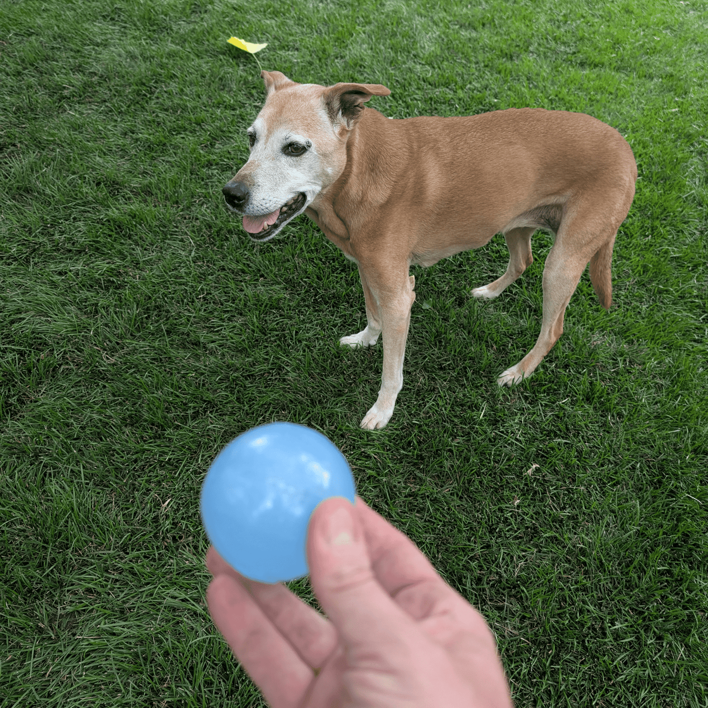 Farm To Pet Choice of Dog Ball