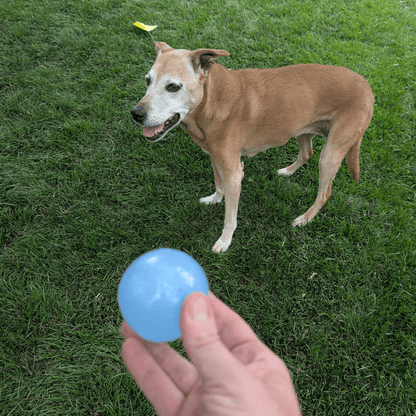 Farm To Pet Choice of Dog Ball