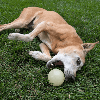 Farm To Pet Choice of Dog Ball