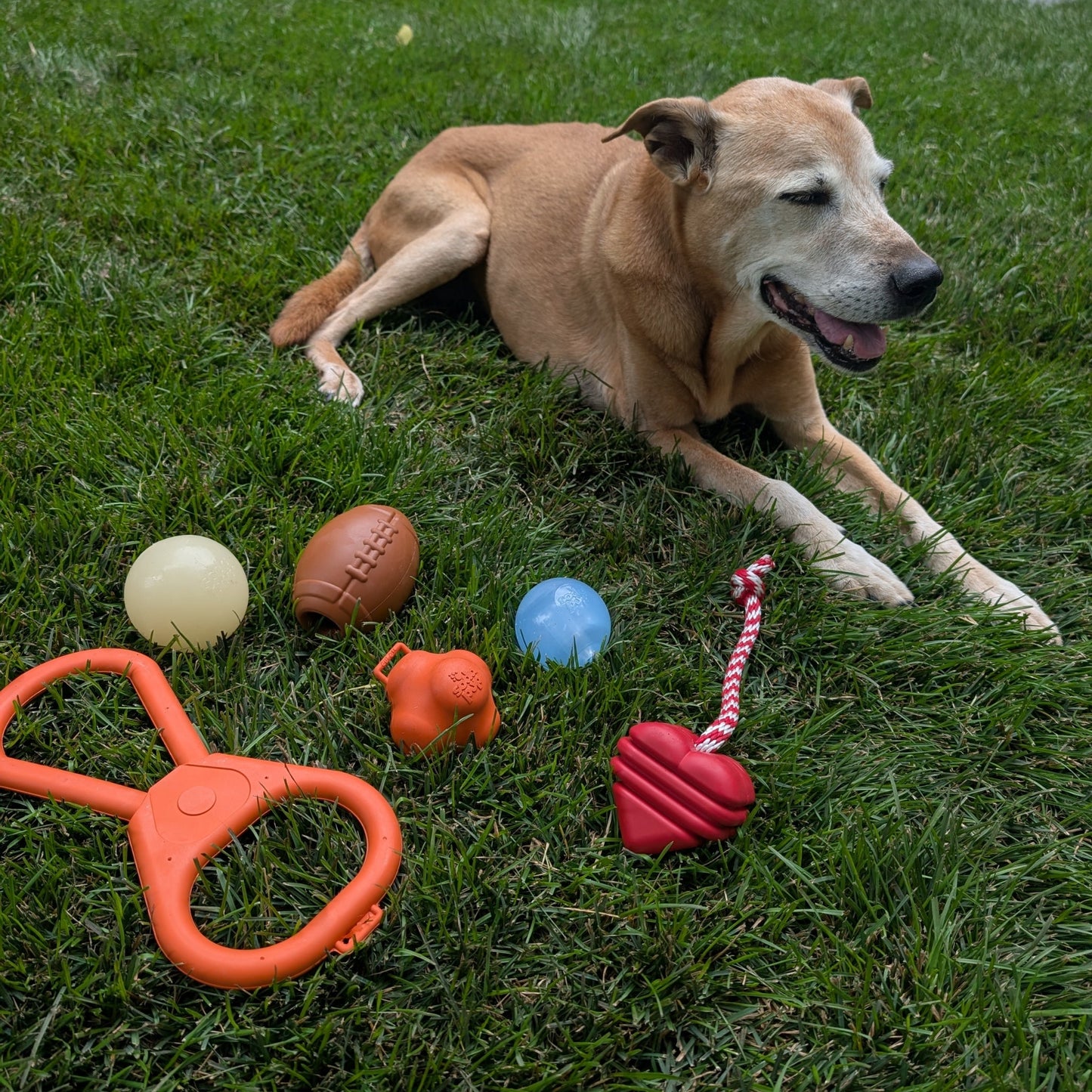 Farm To Pet Choice of Dog Tug Toy