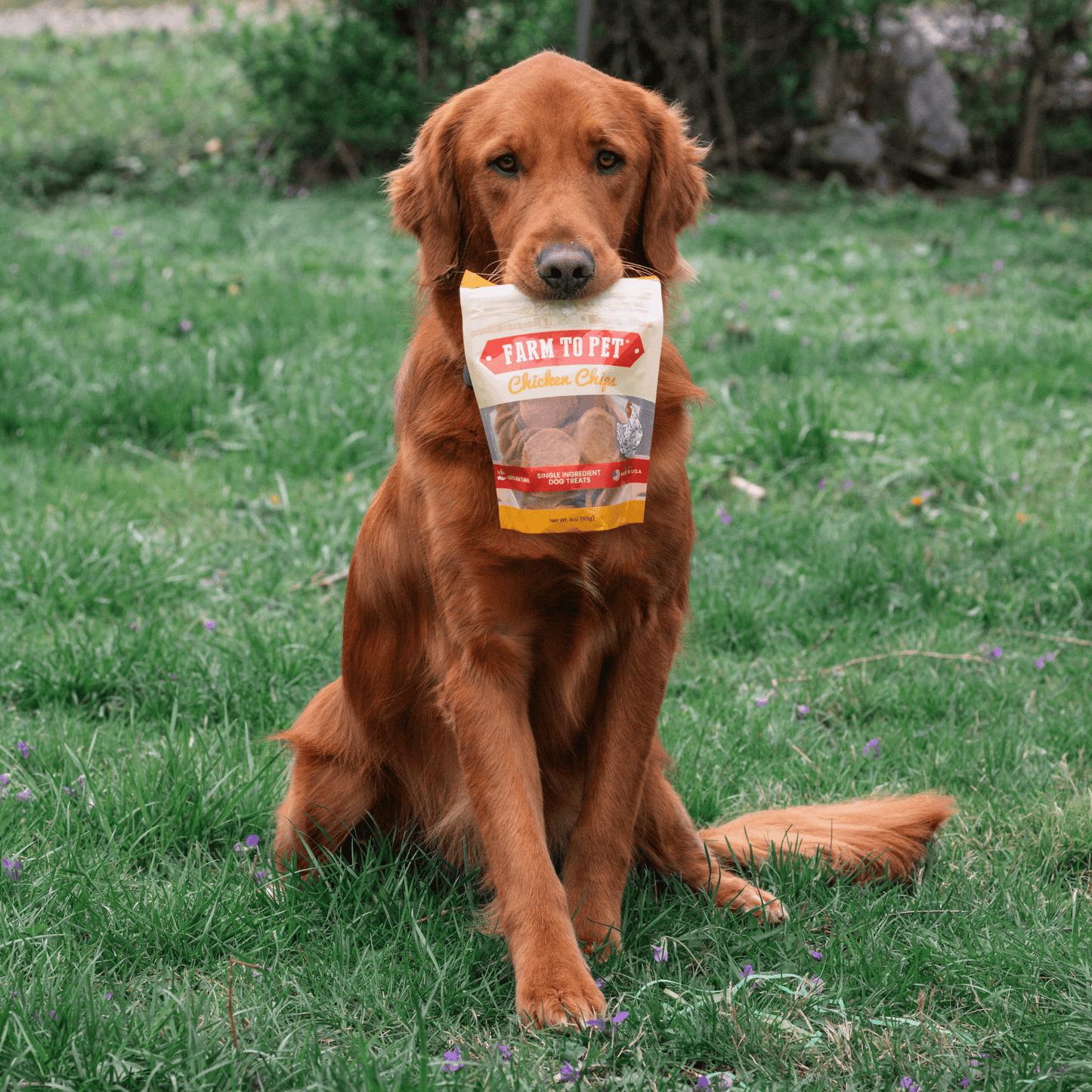 Farm To Pet All-Natural Single-Ingredient Chicken Chips Dog Treats