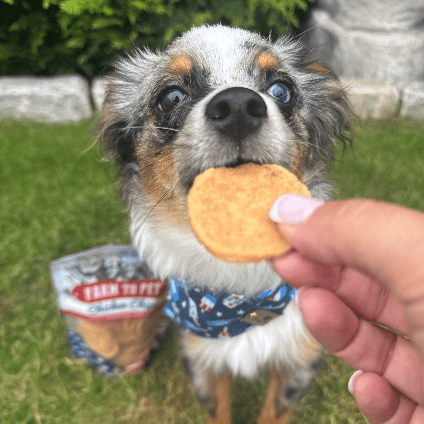Farm To Pet Single-Ingredient Americana Chicken Chip Dog Treats