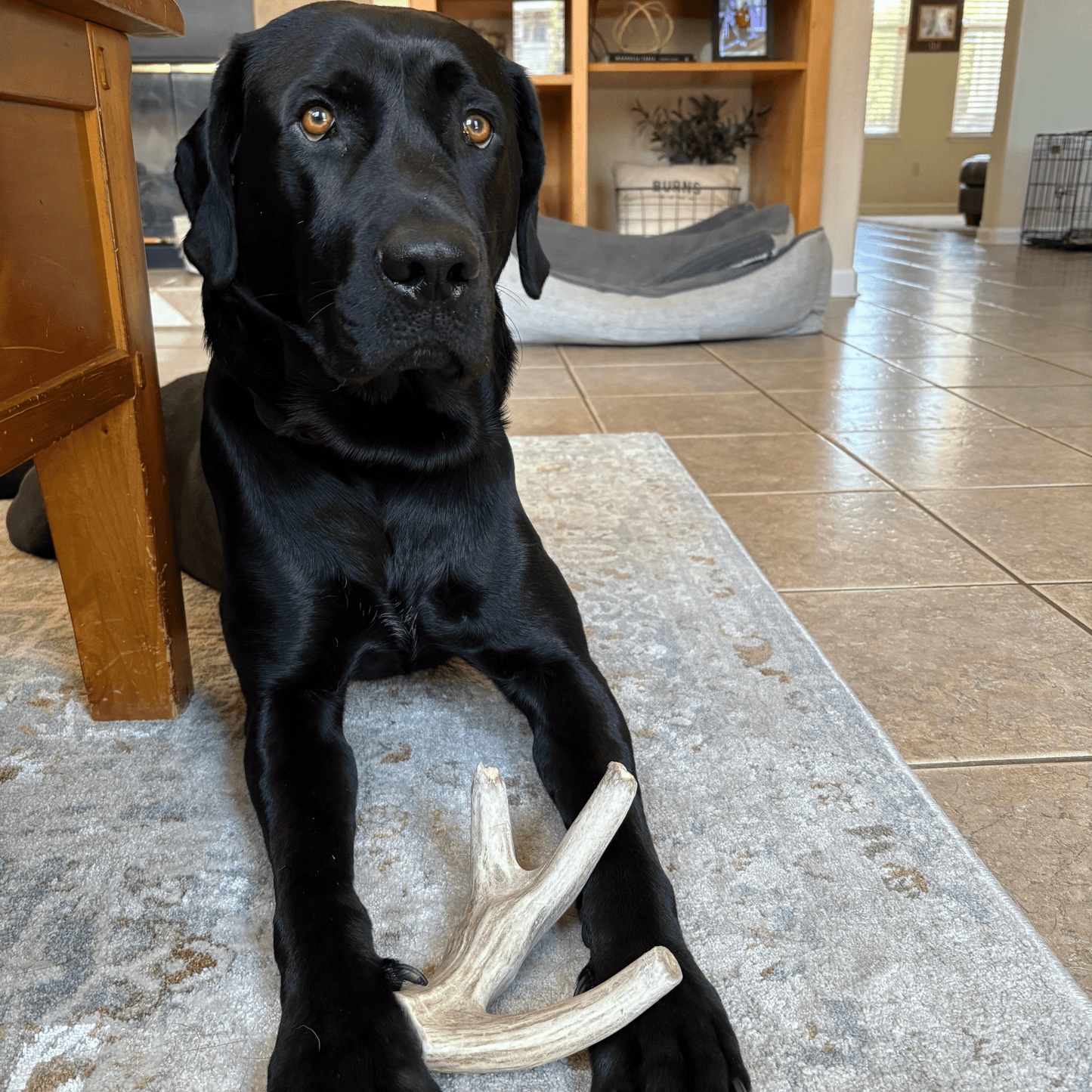Farm To Pet Choice of Organic Deer Antler Dog Chew