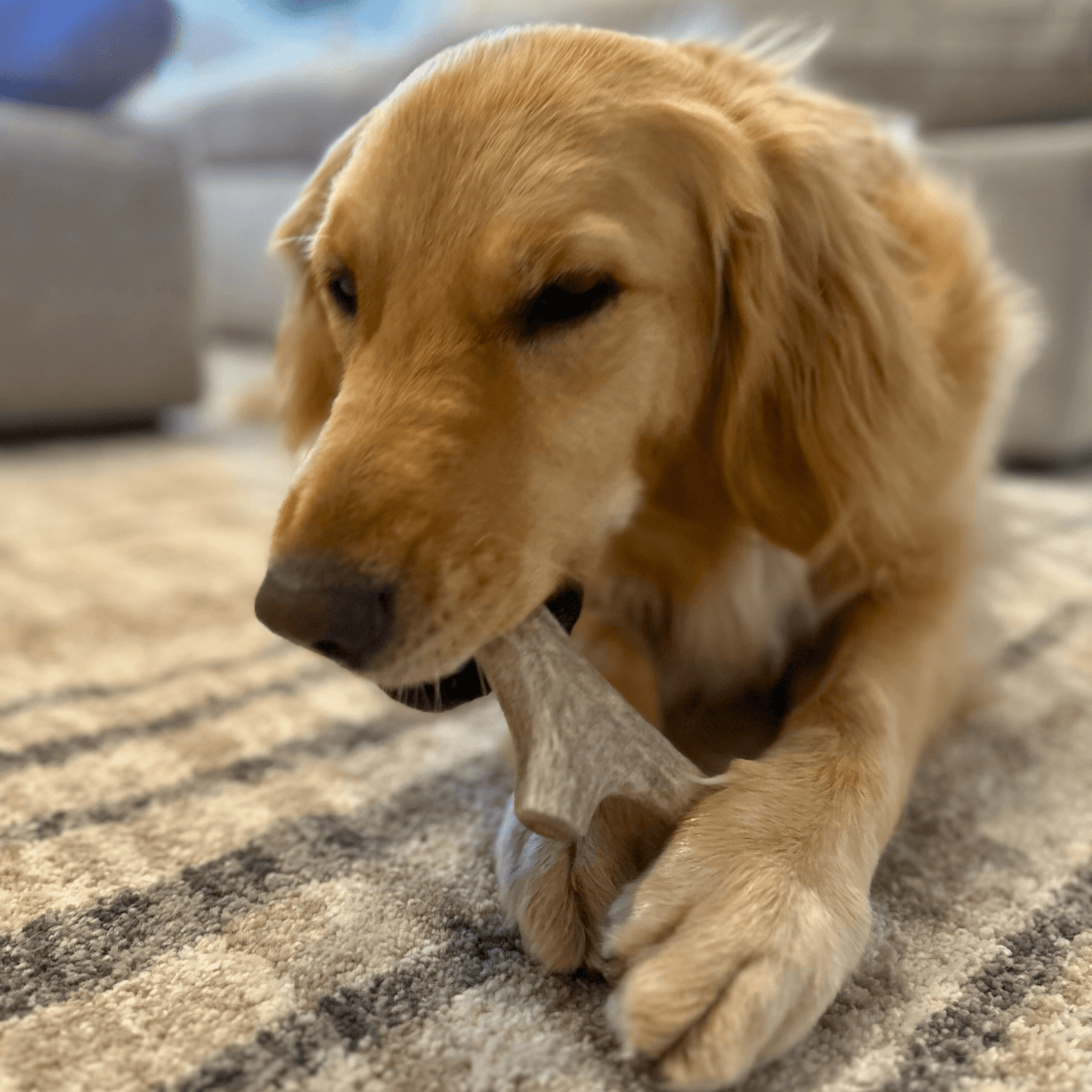 Farm To Pet Choice of Organic Deer Antler Dog Chew