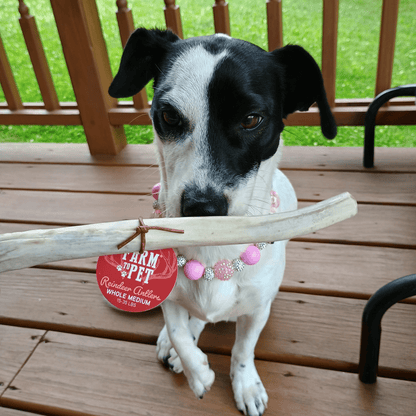 Farm To Pet Choice of Organic Reindeer Antler Dog Chews