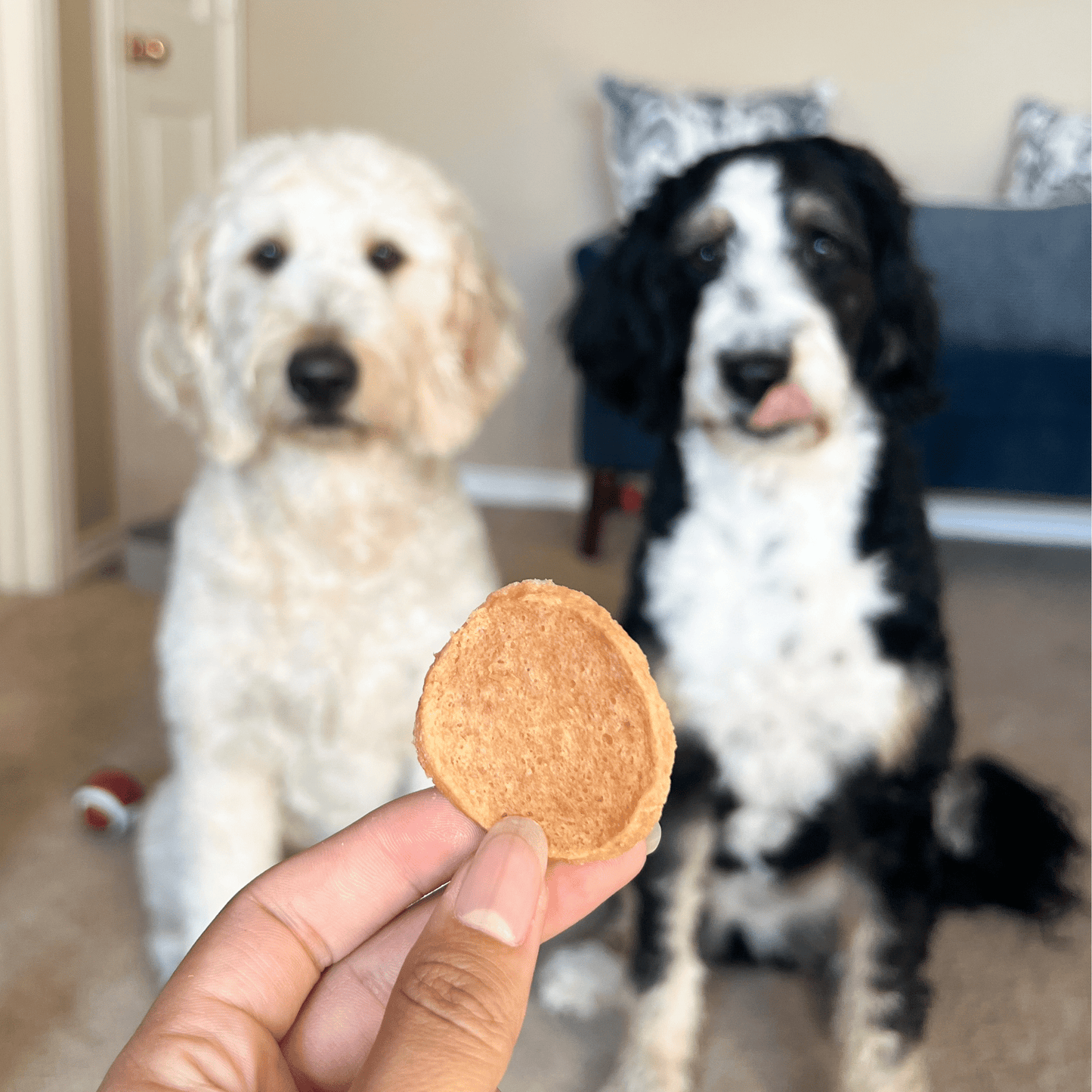Farm To Pet All-Natural Single-Ingredient Chicken Chips Dog Treats