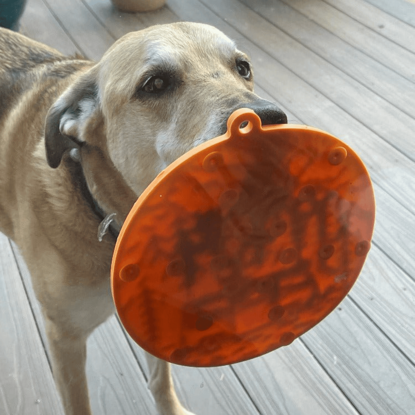 Farm To Pet Choice of Dog Lick Mat with Suction Cups