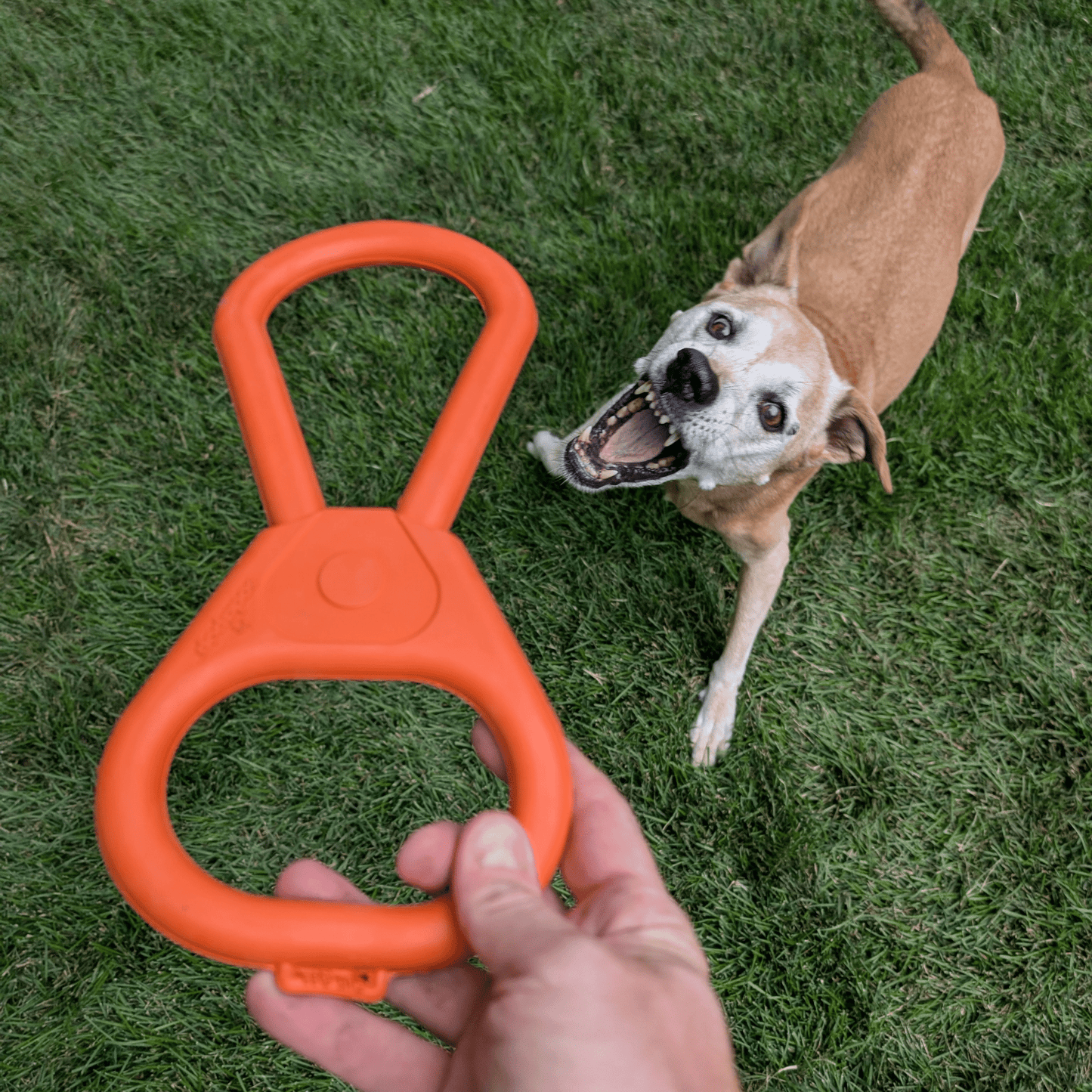 Farm To Pet Choice of Dog Tug Toy