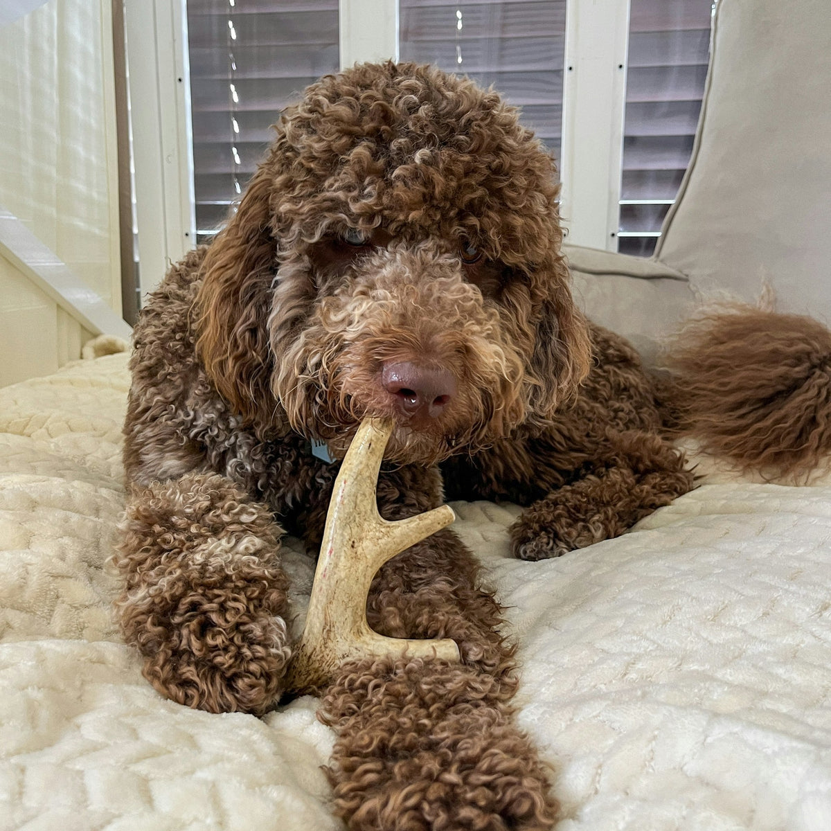 Farm To Pet Choice of Organic Deer Antler Dog Chew