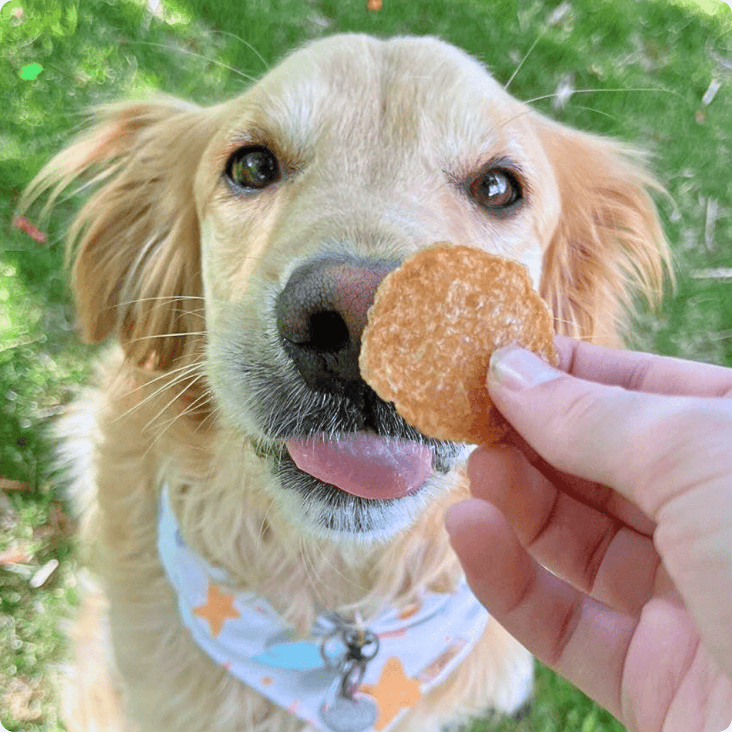 Farm To Pet All-Natural Single-Ingredient Chicken Chips Dog Treats