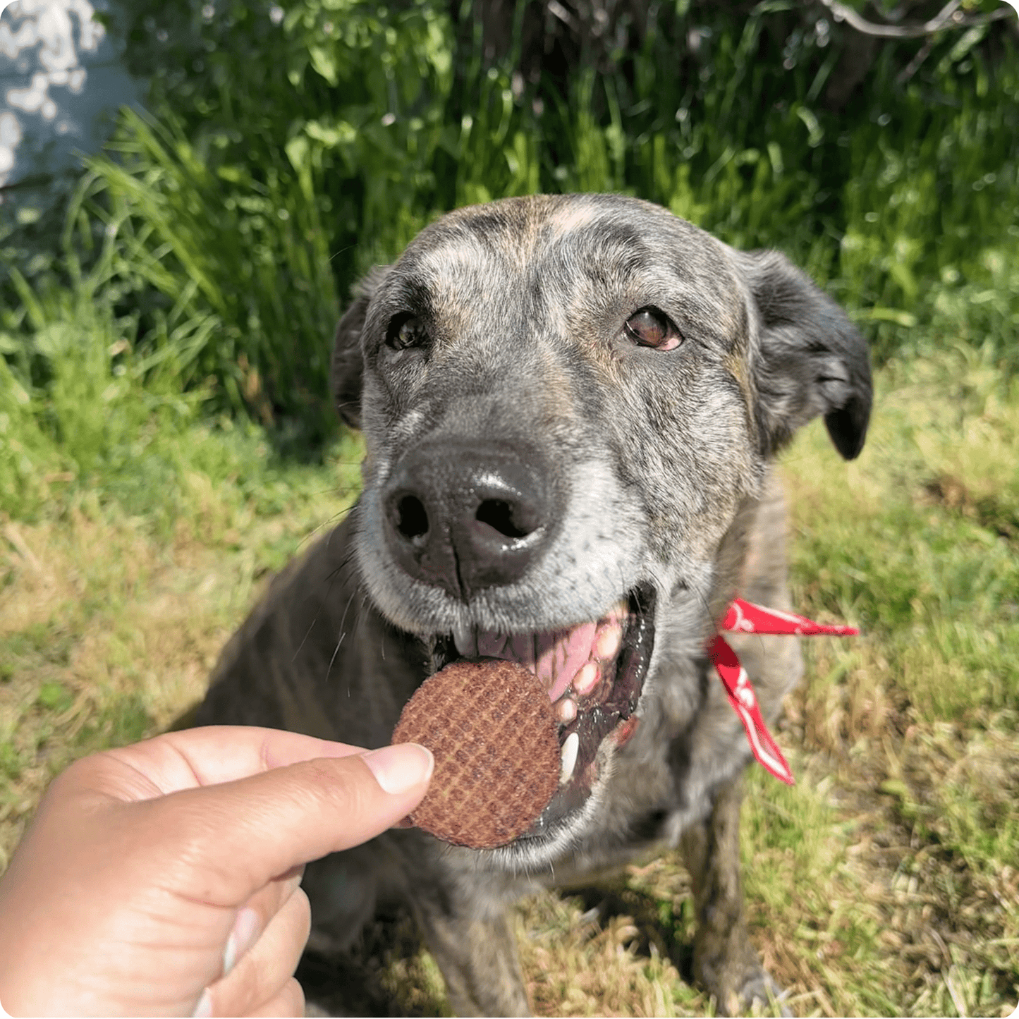 Farm To Pet Single-Ingredient Beef Chips Dog Treats