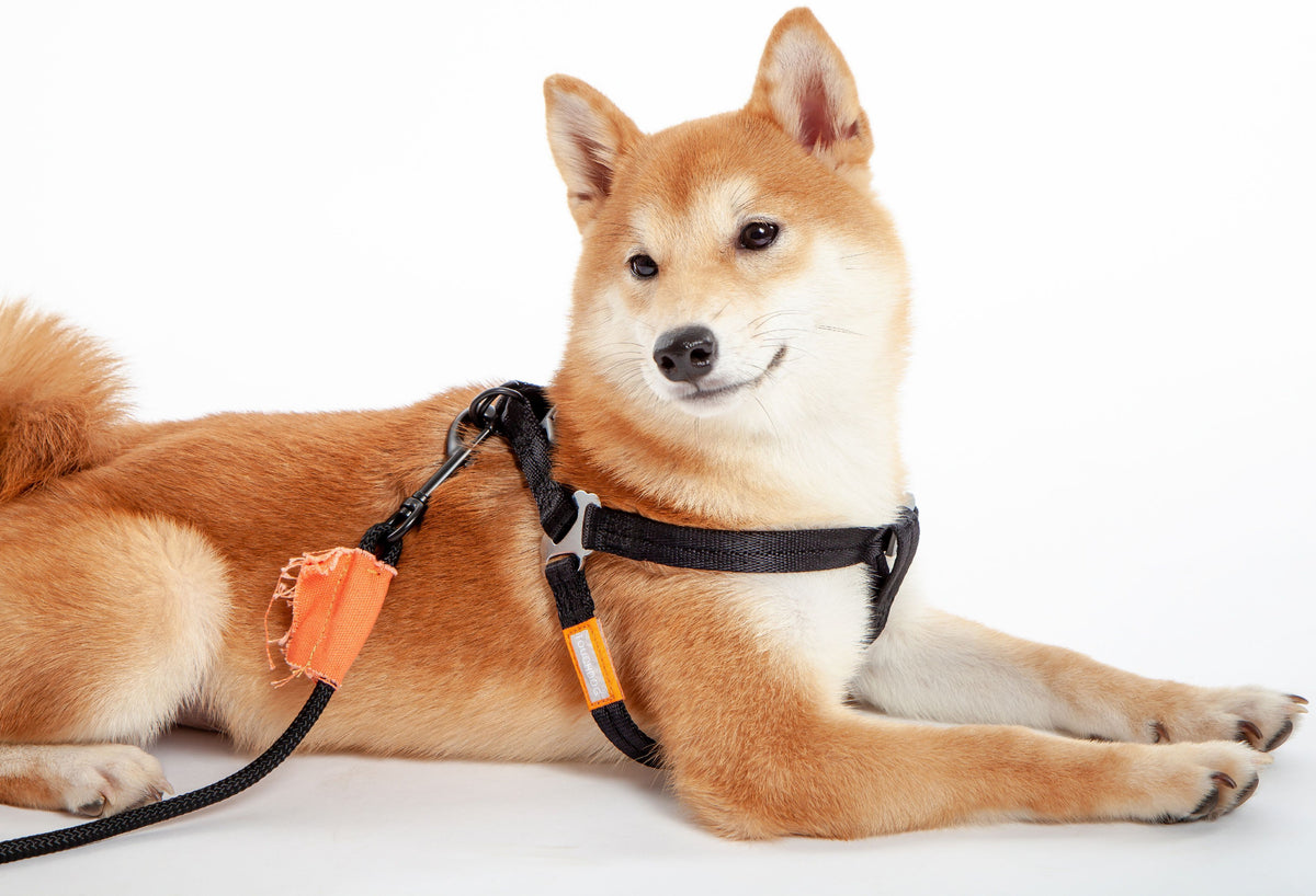 Touchdog ® 'Macaron' 2-in-1 Durable Nylon Dog Harness & Leash