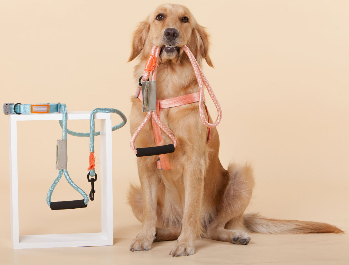 Touchdog ® 'Macaron' 2-in-1 Durable Nylon Dog Harness & Leash