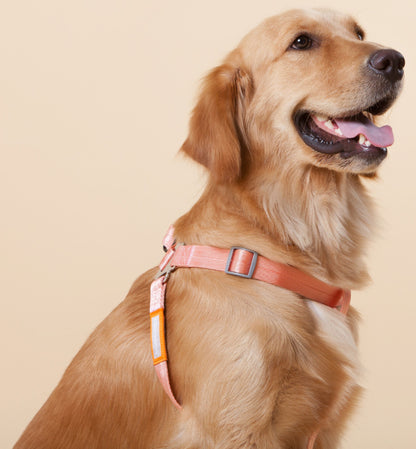 Touchdog ® 'Macaron' 2-in-1 Durable Nylon Dog Harness & Leash