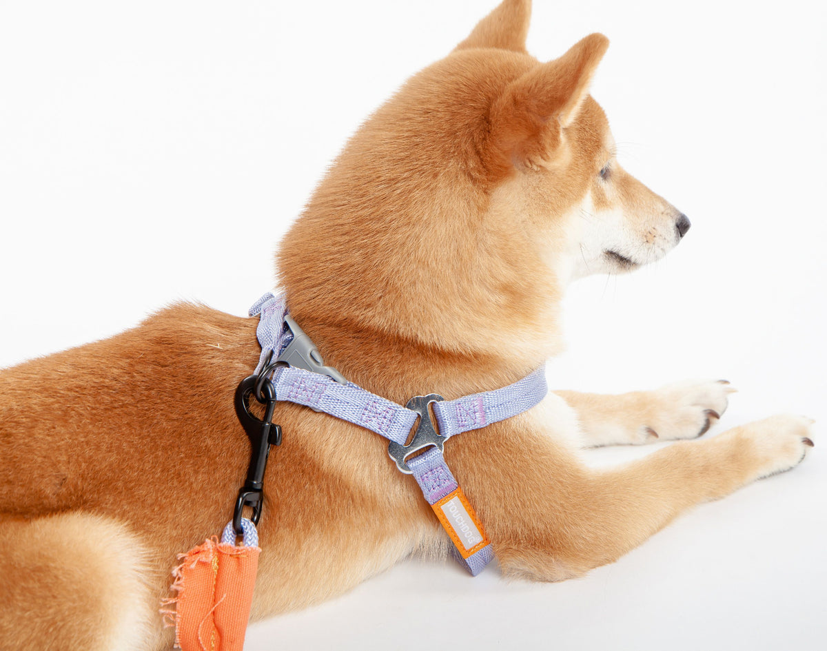 Touchdog ® 'Macaron' 2-in-1 Durable Nylon Dog Harness & Leash